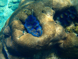  Giant boring clam in Koh Tao island, Thailand