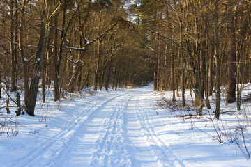 Empty road in the woods, Kampinos National Park (Kampinoski Park Narodowy), Mazovia, Poland. - obrazy, fototapety, plakaty
