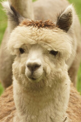 Obraz premium Frontal facial closeup of a gentle looking white Alpaca , Vicugna pacos