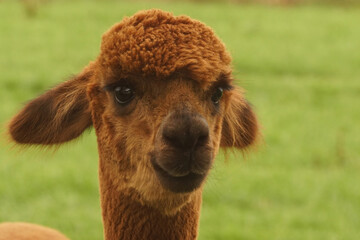 Frontal facial closeup of of the gentle looking brown Alpaca , Vicugna pacos