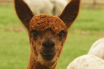 Fototapeta premium Frontal facial closeup of of the gentle looking brown Alpaca , Vicugna pacos