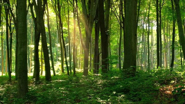 Beautiful green forest pan shot