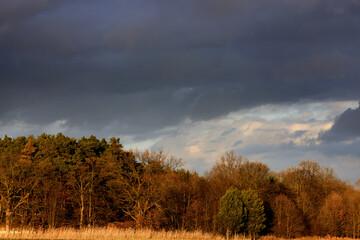Fototapeta na wymiar drzewa z burzowymi chmurami o złotej godzinie