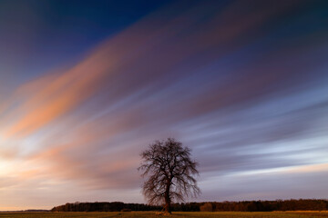 drzewo z rozmytymi chmurami o zachodzie słońca 