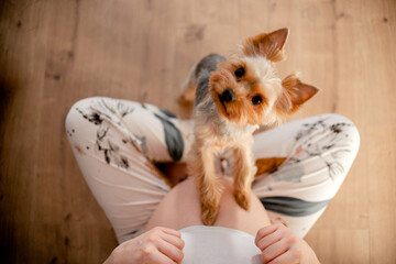 Dog touching pregnant female's belly. Pregnant woman with her dog at home. Top horizontal view...