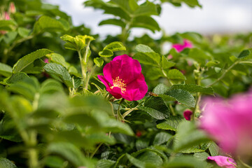 Kwiat rose roślin zieleń