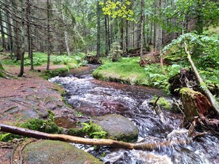 Deep forest in Europe with river and lake