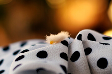 Close up of a caterpillar