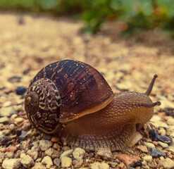 snail on a leaf