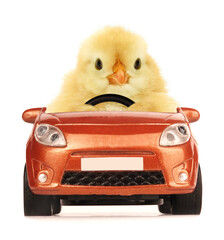 Cute chick is driving car funny conceptual photo isolated on white background