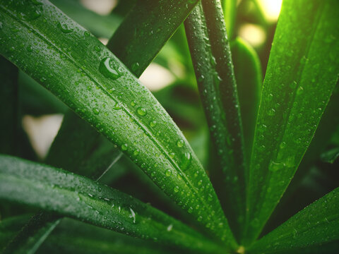 Pine leaves (Podocarpus polystachyus) with sunshine morning and water droplets on leaf, Used as green background or wallpaper.