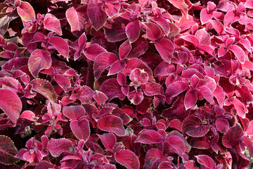 Coleus flower in autumn
