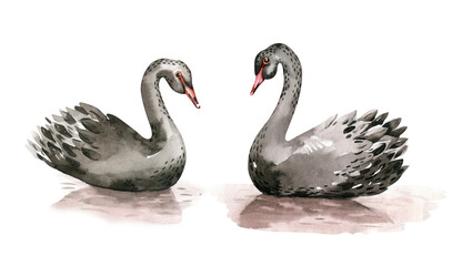 Black Swan watercolor illustration on white background. Love card for Valentine's Day.