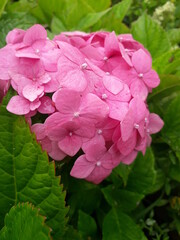 Kazan 2020. August. Beautiful pink hydrangea after rain. The photo was taken at the dacha.