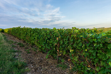 Fototapeta na wymiar Row vine grape in champagne vineyards at montagne de reims