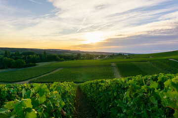 Row vine grape in champagne vineyards at montagne de reims