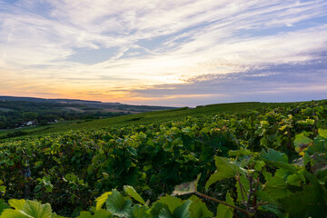 Row vine grape in champagne vineyards at montagne de reims