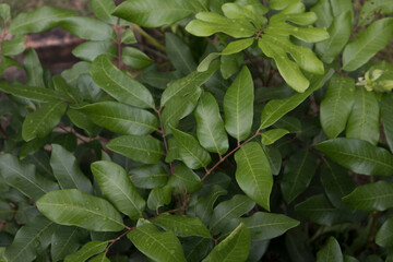 green leaves background