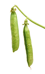 Fresh peas isolated on white background 