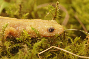 Closeup of an albino female of the Italian crested newt , Triturus carnifex on green moss