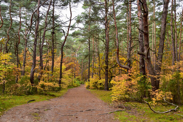 Fototapeta premium path in autumn forest