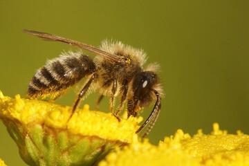 Closeup of a male Chocolate mining bee , Andrena scotica on yellow flowers of Tanacetum vulgare