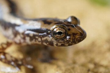 Frontal closeup of the three-lined salamander , Eurycea guttolineata