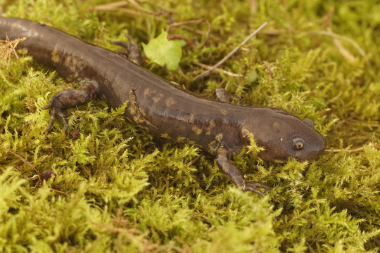 Closeup of the Michoacan Stream salamander Ambystoma rivulare on green moss