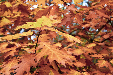 autumn leaves on the ground