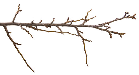 dry apricot tree branch. isolated on white