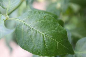close up of leaf