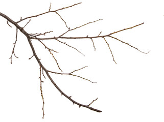 dry branch of the plum tree. isolated on white