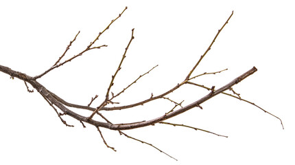 dry branch of the plum tree. isolated on white
