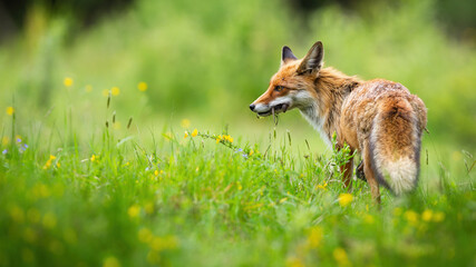 Red fox, vulpes vulpes, standing on blooming meadow in summer. Orange mammal looking on a glade in summertime nature. Wild animal observing on green flower field from back with copy space.