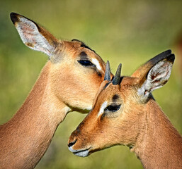 Close up of a impala