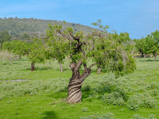 Countryside Mallorca
