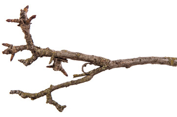 dry pear tree branch with cracked bark. isolated on white