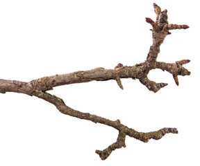 dry pear tree branch with cracked bark. isolated on white