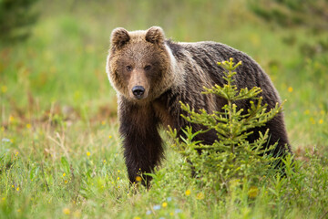 Fototapeta na wymiar Brown bear, ursus arctos, standing in forest in summertume nature. Large predator looking to the camera in green woodland. Big animal watching on grass.