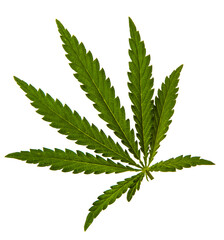 green cannabis leaves on white background