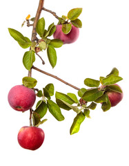 ripe juicy apples on a branch on a white background