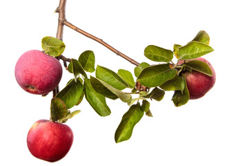 ripe juicy apples on a branch on a white background