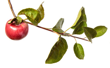 ripe juicy apples on a branch on a white background