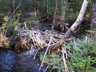 a beaver lodge in Nova Scotia, Canada, April