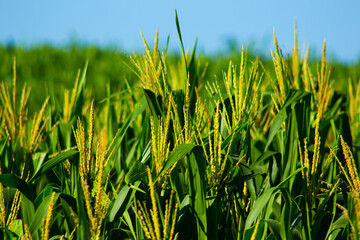 A força da agricultura na produção de alimentos