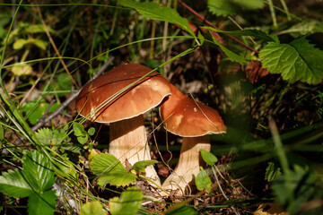 Pair of fresh edible mushrooms Young porcini mushrooms in the woods.
