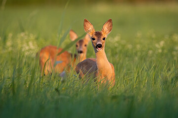 Two roe deer, capreolus capreolus, fawns standing on medaow in summertime nature. Female animals feeding with grass in summer sunlight. Pair of mammals looking on glade.