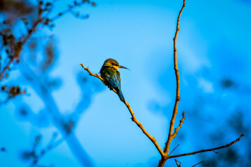 Bee eater on a branch
