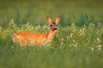 Female roe deer, capreolus capreolus, standing in wildflowers in summer light. Wild young fawn observing on meadow in summertime nature. Brown mammal looking on glade.