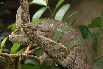 Caméléon